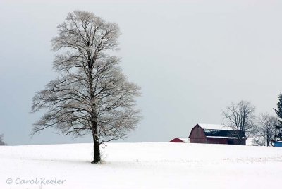 Frosty Tree and Barn