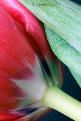 Tulip Bottom