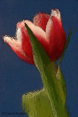  Red Tulip -Artistic Rendering