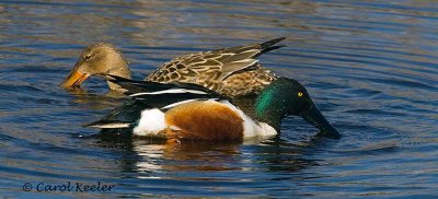 Shoveler Pair