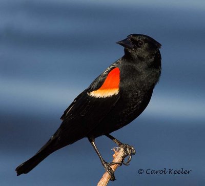 Red Wing Blackbird