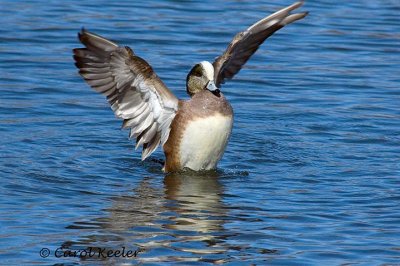 Wigeon Flapping