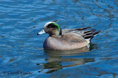 Wigeon 2