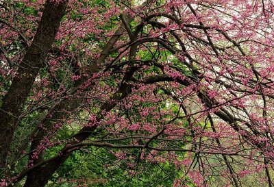 Spring Crabapple Buds