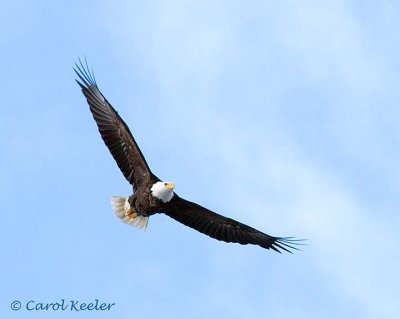 Bald Eagle Soaring