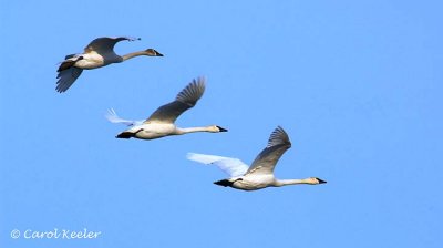 Trumpeter Swans