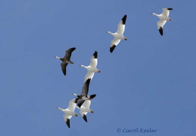 Snow Geese on the Move