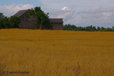 The Wheat Fields of Summer