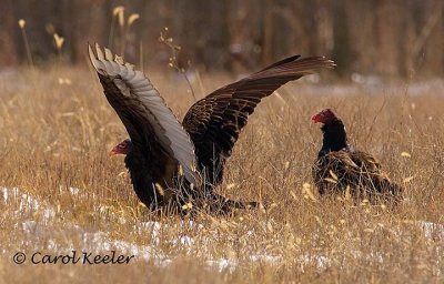 Turkey Vulture Take-Off