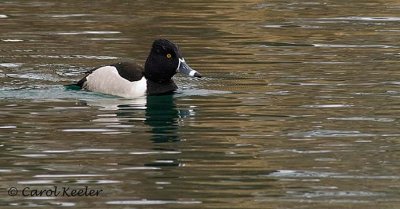 Ring Neck Duck