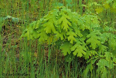 Baby Oak Tree in Spring