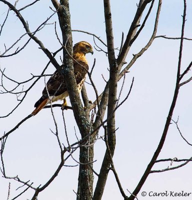 Red Tail Hawk in Tree