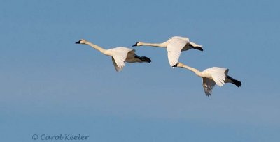 Tundra Flight Squadron