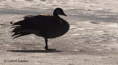 Goose in Silhouette