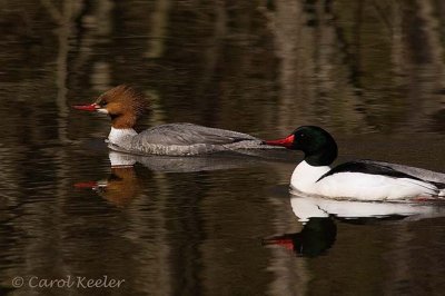 Common Merganzer Pair