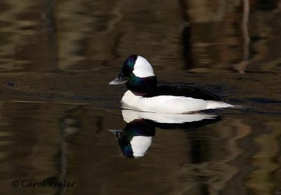 Bufflehead