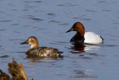 Canvasback Couple