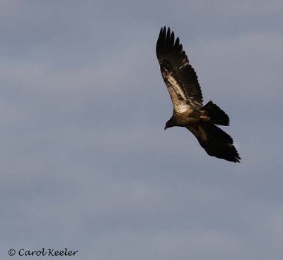 Immature Bald Eagle