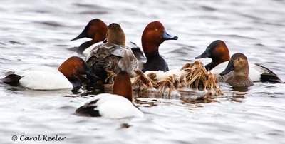 Help! I'm Surrounded by Canvasbacks!