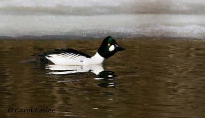 Common Goldeneye