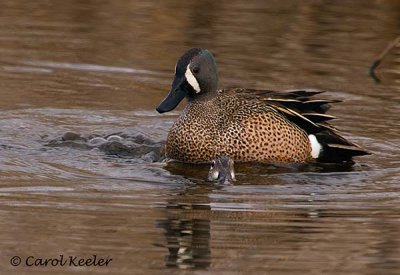 Blue Wing Teals Getting Lucky