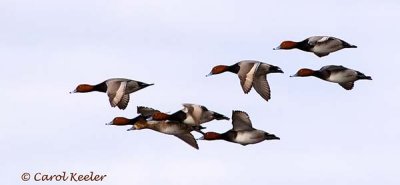 Redheads in Flight