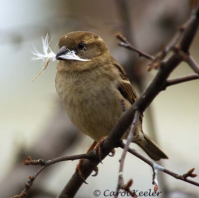 Ready to Nest