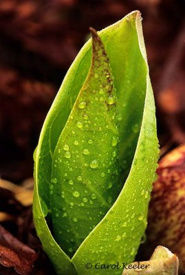 Skunk Cabbbage Leaves