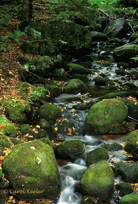 Adirondack Mossy Stream