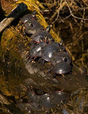 Painted Turtles on a Log