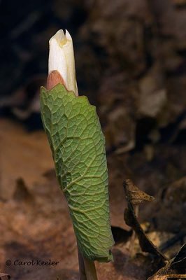 Bloodroot Bud