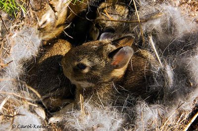  Nest of Cottontail Babies