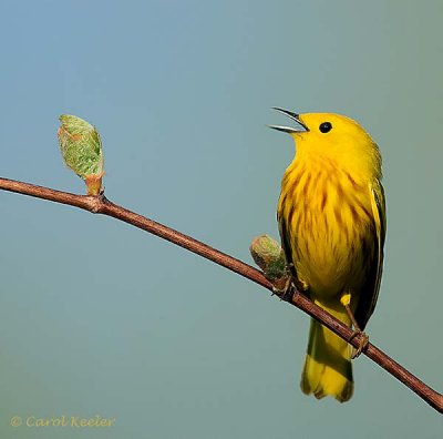 Yellow Warbler Warbling