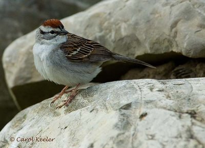 Chipping Sparrow