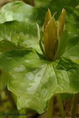 Hybrid Bronze Trillium