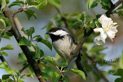 Black Capped Chickadee 2