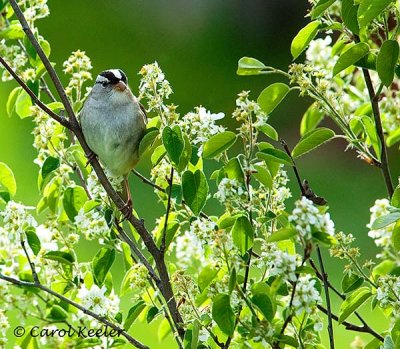 White Crowned Sparrow