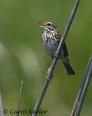 Savannah Sparrow