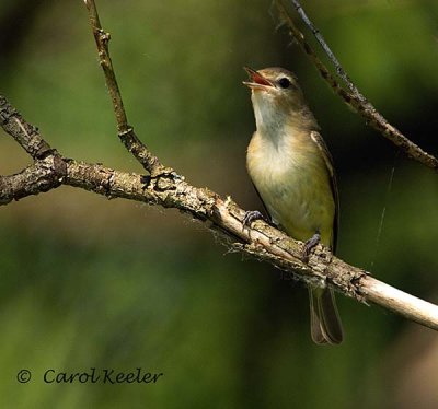 Warbling Vireo