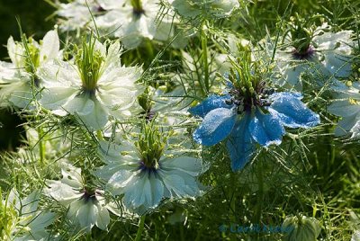 Love in a Mist (Nigella)