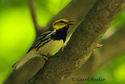 Black Throated Green Warbler