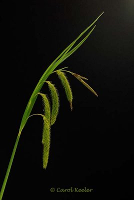 Sedge