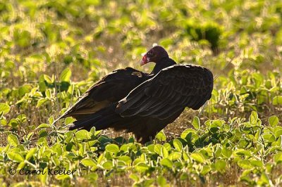 Turkey Vulture Ballet  .jpg