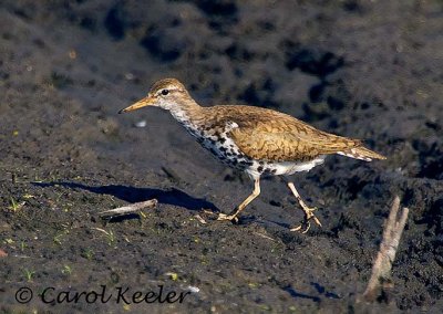 Spotted Sandpiper Strolling Along
