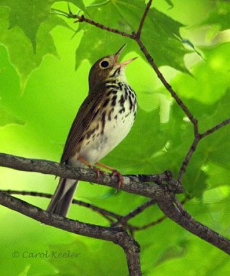 Ovenbird