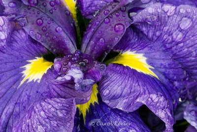 Dewdrops on Iris