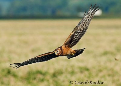 Gallery :Harriers-Marsh Hawk