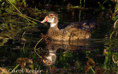 Male Wood duck in Eclipse Plumage