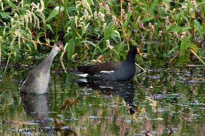 Mama Gallinule and her Curious Chick
