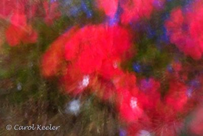 Geraniums and Lobelia